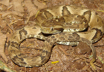 Ядовитая змея жарарака скончалась от укуса маленького бразильца