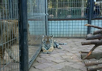 Стражи порядка взяли шефство над тигренком, отобранным у браконьеров