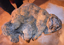   Теперь в России есть единственная в мире пара целых замороженных детенышей пещерного льва! Двух малюток, живших 12 тысяч лет назад, нашли 12 августа этого года на берегу реки Уяндина в 57-ти километрах от поселка Белая Гора в Абыйском районе Якутии