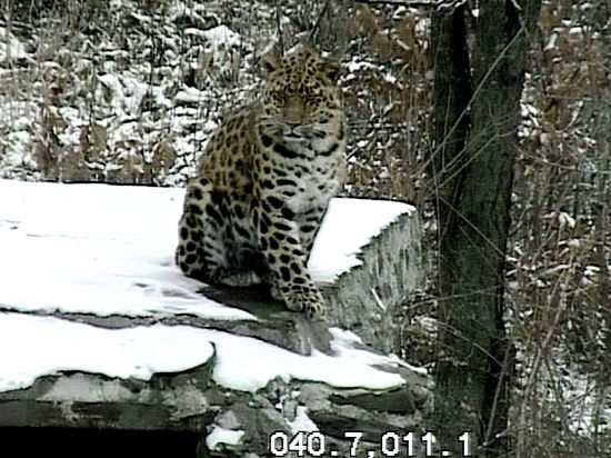 Выпавший снег удивил годовалого леопарда в Приморье