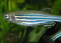 Ученые из Калифорнийского научного университета  (Scientific University of California) изучали аквариумных рыб данио-рерио («Дамский чулок»)