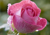 Розы-«киборги» вырастили ученые из лаборатории органической электроники Университета Линчёпинга