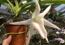 Редчайшая орхидея «Вифлеемская звезда» зацвела на днях в Ботаническом саду МГУ в Москве