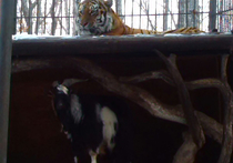 Сайт приморского сафари-парка, рассказывающий о внезапно возникшей дружбе амурского тигра Амура и предназначенного ему в пищу козла Тимура, поделился новыми деталями из жизни своих животных