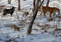 Вся страна обсуждает, как тигр Амур и храбрый козел Тимур из приморского сафари-парка встречают вместе рассветы и играют в догонялки