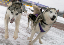Известные путешественники Федор Конюхов и Виктор Симонов, в 2013-м году совершившие переход на собачьих упряжках от Карелии до Канады через Северный полюс, готовятся отправиться в новую экспедицию на ездовых собаках