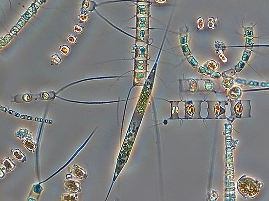 Произошел десятикратный рост планктона