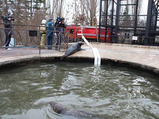 Недолго радовались тюлени: в «Тайган» за генератором едут из прокуратуры