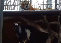 Знаменитый козел Тимур, прославившийся благодаря своей дружбе с тигром Амуром из приморского зоопарка получил от работников заведения отдельную спальню рядом со своим полосатым другом