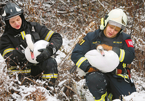 Совсем недавно вся Москва затаив дыхание следила за судьбой лебедей-неразлучников, которых сотрудники МЧС вызволили из ледяного плена в Троекуровском парке
