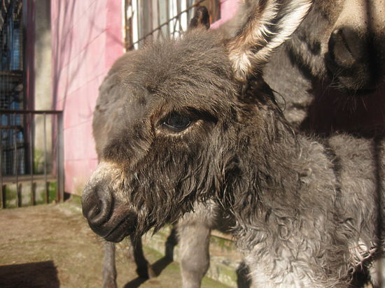 В "Тайгане" у пары карликовых осликов появился малыш