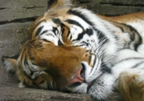 Третий — последний - малыш бенгальской тигрицы Тигрюли из ялтинского зоопарка ʺСказкаʺ умер