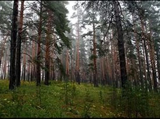 Томские общественники и экологи продолжают добиваться сохранения лесов 