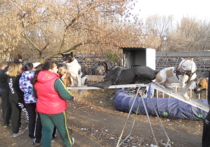 В Донецке хватает всего — и брошенных псов, и найденных, и отданных «до конца войны» на передержку