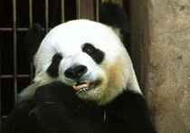 Учёные выяснили, что большим пандам для продолжения рода, особенно в неволе, важно самой выбрать партнёра