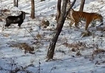 Отношения дикого козла Тимура и молодого тигра Амура, за которыми внимательно наблюдают пользователи интернета со всего света, вновь приняли необычный оборот