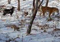 История неожиданной «дружбы» между тигром Амуром и козлом Тимуром дополняется всё новыми деталями, которые, пожалуй, удивили бы и самих животных