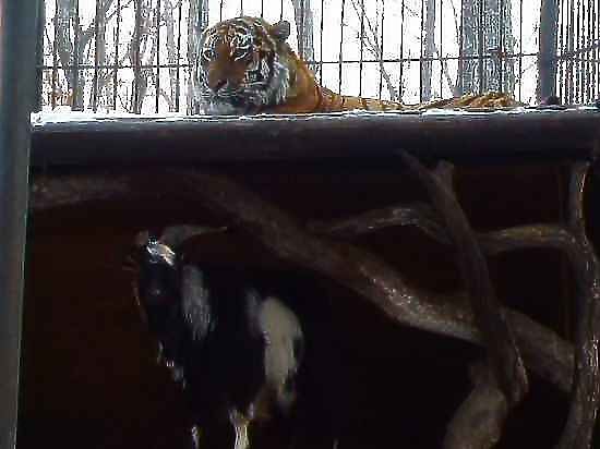 Телесные оболочки тигра и козла — лишь временное пристанище для будущих родственников