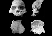 Вероятно, одни из древнейших родственников человека современного типа просуществовали до сравнительно недавних времён, оставаясь почти неизменными