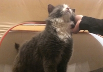 В петербургском арт-кафе «Республика кошек» прошла очередная раздача эрмитажных котов