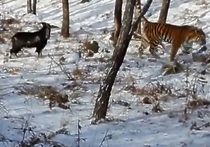 Что означают изменения в отношениях тигра Амура и козла Тимура, гадают в приморском сафари-парке
