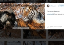 Тигр Амур и козел Тимур появились и в Instagram: на заведенной для них приморским сафари-парком странице выложено уже 17 фотографий, а число подписчиков за три часа утра понедельника выросло в десять раз