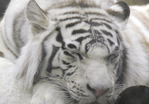 Владелец двух расположенных в Крыму зоопарков — «Сказка» и «Тайган» — Олег Зубков назвал причину смерти третьего тигренка-альбиноса, сообщает ТАСС