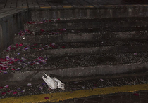 Голодную смерть едва не приняли на ступенях ЗАГСа в подмосковном Пушкино два свадебных голубя, которых выпустили новобрачные во время одной из церемоний