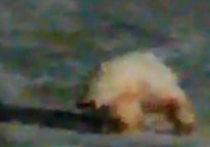 Видео, на котором белая медведица, проглотившая файер, бьется в агонии, но все же убегает от людей со своим малышом, шокировала общественность