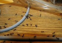 Настоящее стихийное бедствие в сфере ЖКХ спровоцировала декабрьская оттепель в Подмосковье: домовые муравьи, вместо того, чтобы погрузиться в спячку, начали покидать подвалы и искать себе пропитание в квартирах