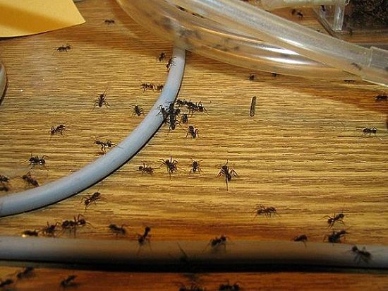 По словам специалистов, насекомые вышли из спячки и начали атаковать квартиры в поисках пропитания