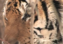 Охотники в Надеждинском районе Приморья устроили загонную охоту на копытных, но случайно взяли в кольцо и тигра