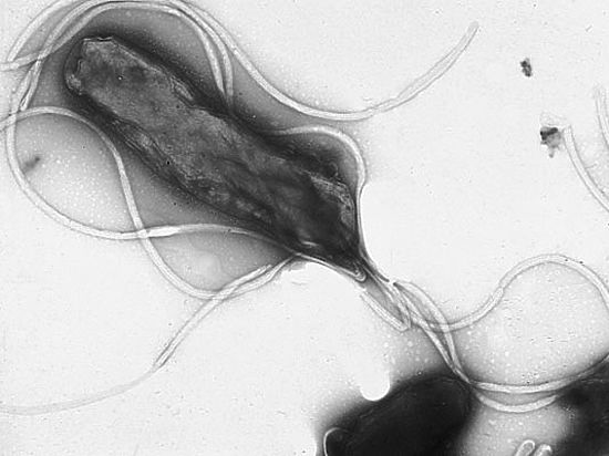 Бактерия обнаружена у «ледяного человека» в Альпах