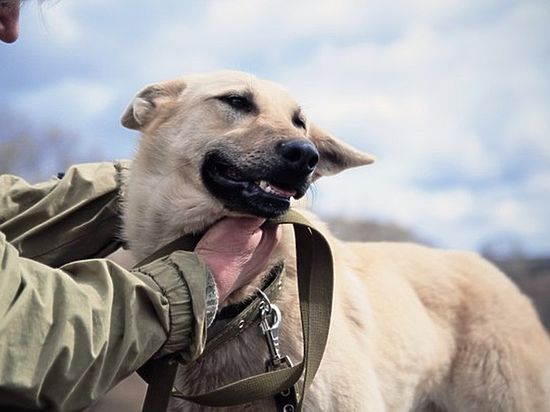 Погром собачьего приюта в Татарстане потряс Россию. Но не чиновников