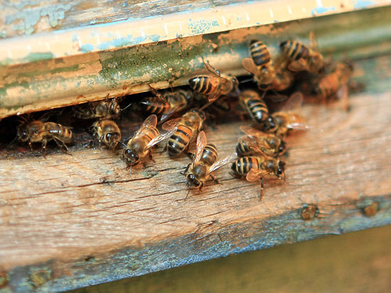 У пчёл за него отвечают материнские гены