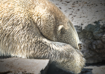 Белый арктический медведь вновь стал объектом пристального внимания