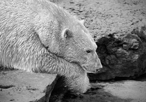 На арктическом острове Врангеля, где в конце прошлого года строители скормили белой медведице взрывпакет, а потом снимали ее мучение, произошел еще один инцидент