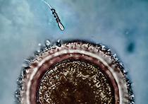 Немецкие биоинженеры разработали двигатели для сперматозоидов, которые помогают оплодотворению яйцеклеток в сложных случаях: работа опубликована в журнале Nano Letters Американского научного общества