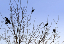 Из-за сильных морозов и снегопада в последние дни в Москву в поисках корма стали массово слетаться птицы, которые собирались зимовать в лесах