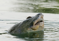 В озере Возвращенного меча в центре Ханоя была найдена мёртвой гигантская черепаха по прозвищу Дядюшка, достигавшая в длину 2,5 метра