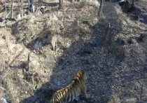 Приморский сафари-парк опубликовал видеоролик, на котором запечатлена кофликтная ситуация, произошедшая недавно между тигром Амуром и козлом Тимуром