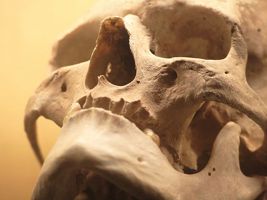 Находка доказывает, что 10 тысяч лет назад люди были весьма жестоки