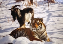 Сытая жизнь козла Тимура, кто прославился дружбой с тигром Амуром,  не пошла животному на пользу