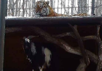 Администрация Приморского сафари-парка, где живут знаменитые на весь мир друзья — тигр Амур и козёл Тимур, приняла решение временно отселить парнокопытное