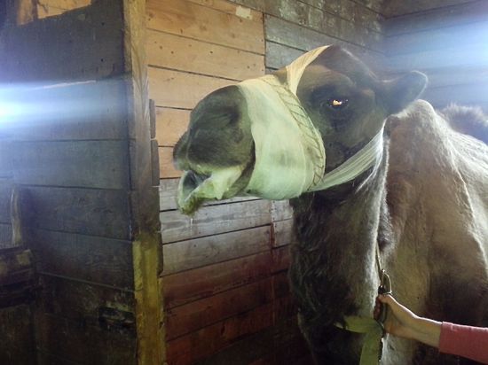 Невероятная история чудесного спасения смоленского верблюда