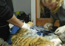 Очередной тигрёнок-сирота был обнаружен накануне в Приморье