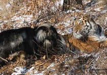 Внимание тех, кто пристально следит за дружбой козла Тимура и тигра Амура, снова приковано к приморскому сафари-парку