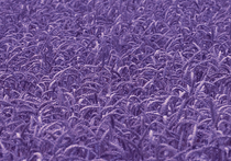 Фиолетовую пшеницу вывели ученые Института цитологии и генетики СО РАН