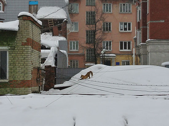 Спящее на крыше дома в Перми животное сфотографировали очевидцы