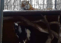 Специалисты Приморского сафари-парка завершили лечение знаменитого козла Тимура пострадавшего ранее в конфликте со своим “другом” тигром Амуром